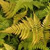 Dryopteris ery. prolifica Dryopteris ery. prolifica