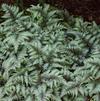 Athyrium nip. 'Metallicum' Athyrium nip. 'Metallicum'