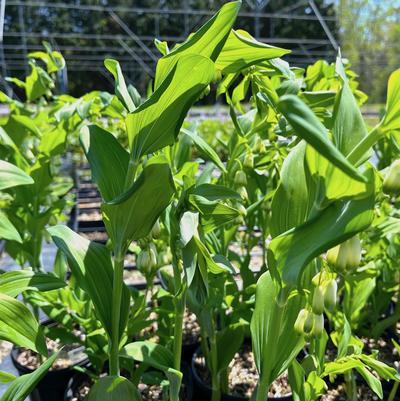 Polygonatum biflorum 
