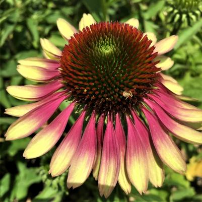 Echinacea 'Green Twister' Echinacea 'Green Twister'