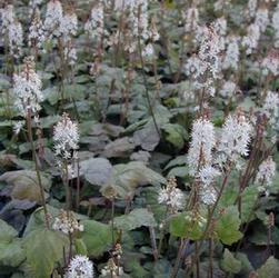 Tiarella cor. 'var. collina' Tiarella cor. 'var. collina'