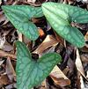 Asarum arifolium Asarum arifolium