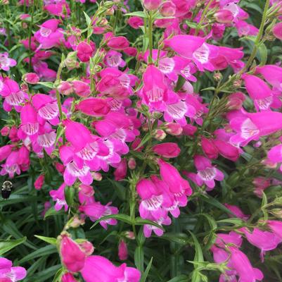 Penstemon Red Rocks