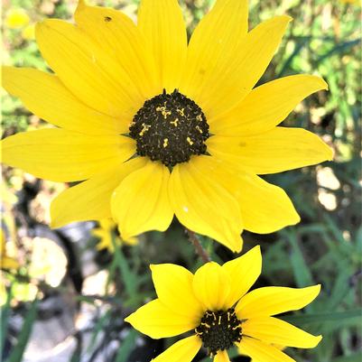 Helianthus angustifolius 