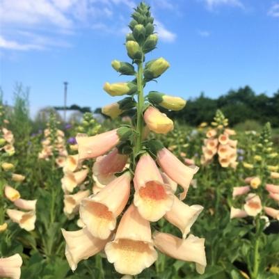 Digitalis 'Dalmatian Peach' Digitalis 'Dalmatian Peach'