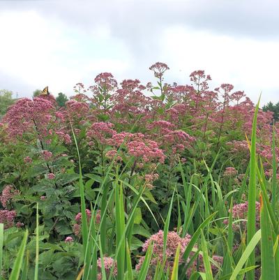 Eupatorium dubium 