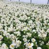 Begonia Tophat 'White' Begonia Tophat 'White'
