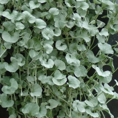 Dichondra Silver Falls
