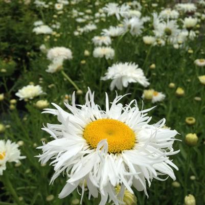 Leucanthemum Crazy Daisy