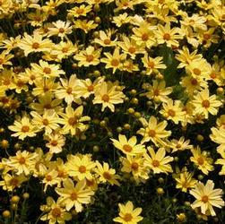 Coreopsis ver. 'Crème Brulee' Coreopsis ver. 'Crème Brulee'