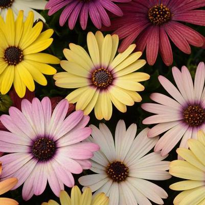 Osteospermum Akila Grand Canyon Mix
