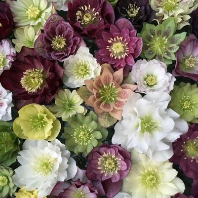 Helleborus hyb. Southern Belles Strain