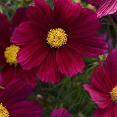 Cosmos Sonata Group Purple Shades