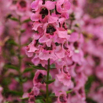 Angelonia Serenita Pink