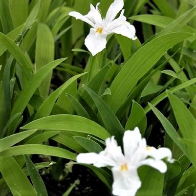 Iris cri. 'Alba' Iris cri. 'Alba'