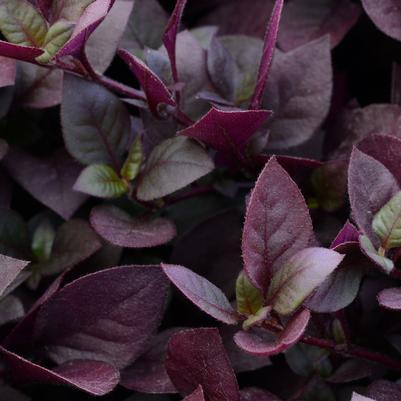 Alternanthera Purple Prince
