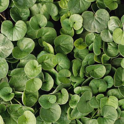 Dichondra Emerald Falls