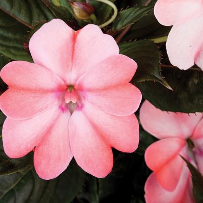 Impatiens SunPatiens Compact Blush Pink