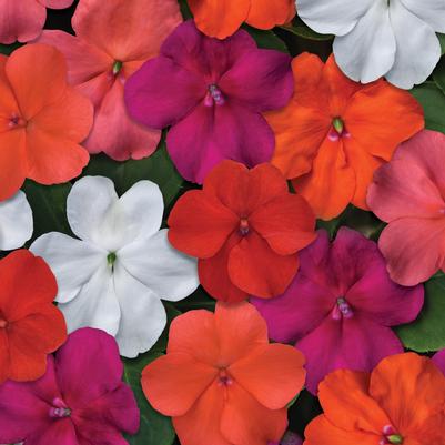 Impatiens Beacon Formula Mix