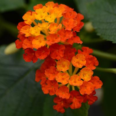 Lantana Landmark Red