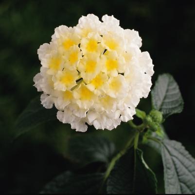 Lantana Landmark White