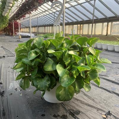 Peperomia Variegated Hanging Basket 