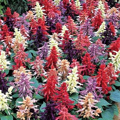 Salvia Vista Mix