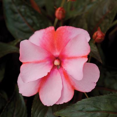 Impatiens New Guinea Sonic Sweet Cherry