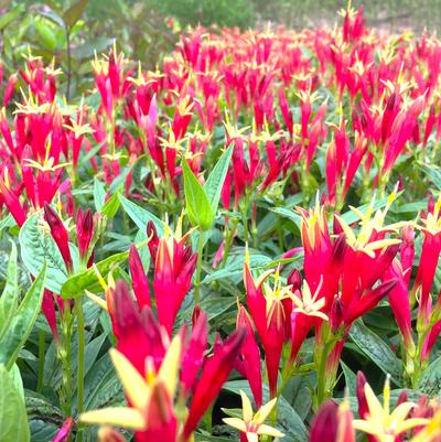Spigelia Little Redhead