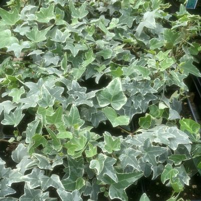 Hedera Helix Mixed Ivy 