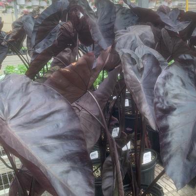 Colocasia Esculenta Black Coral