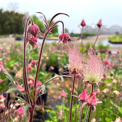 Geum triflorum 