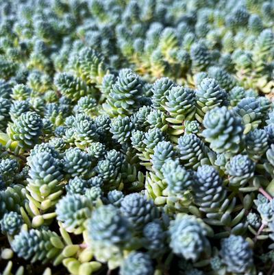 Sedum dasyphyllum 