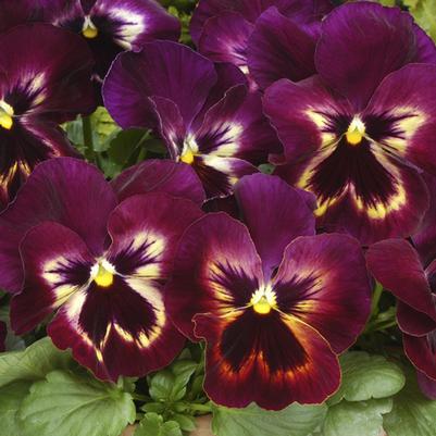 Pansy Matrix Sangria