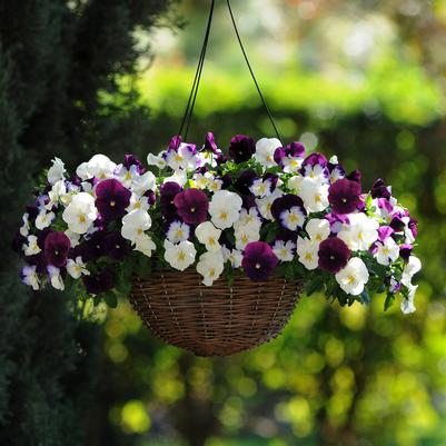 Pansy Cool Wave Hanging Basket Berries N' Cream