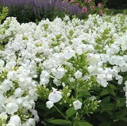 Phlox pan. 'David' Phlox pan. 'David'