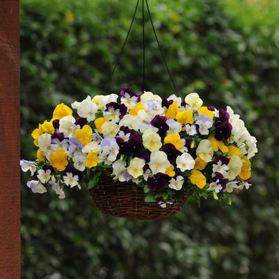 Pansy Cool Wave Hanging Basket Mix