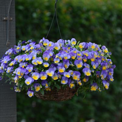 Pansy Cool Wave Hanging Basket Morpho