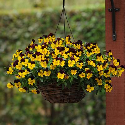 Pansy Cool Wave Hanging Basket Sunshine N Wine