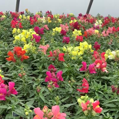 Snapdragon Snapshot Mix