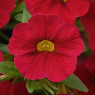 Calibrachoa Cabaret Red