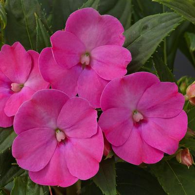 Impatiens SunPatiens Compact Lilac