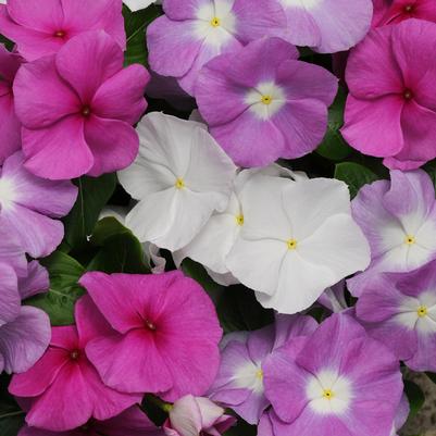 Vinca Titan Summer Breeze Mix