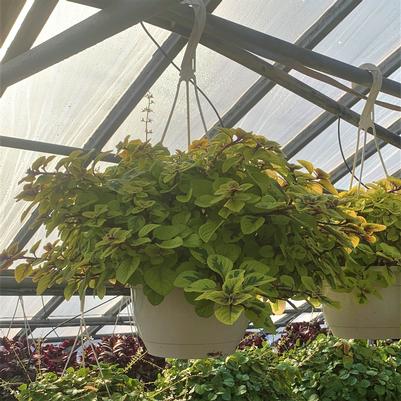 Plectranthus ciliatus Troy's Gold