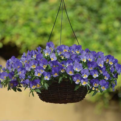 Pansy Cool Wave Hanging Basket Blue Skies