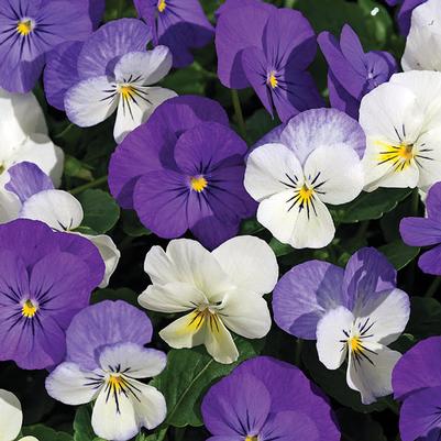 Viola Penny Winter Mix