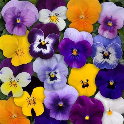 Viola Sorbet Mix XP
