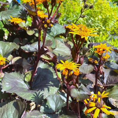 Ligularia den. Desdemona