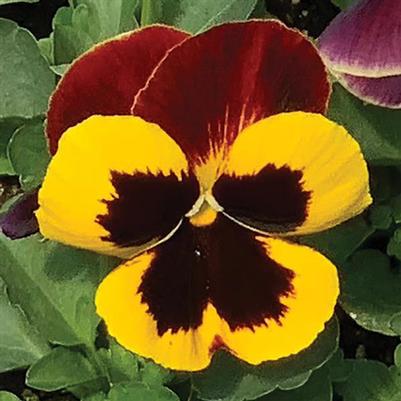 Pansy Matrix Red Wing