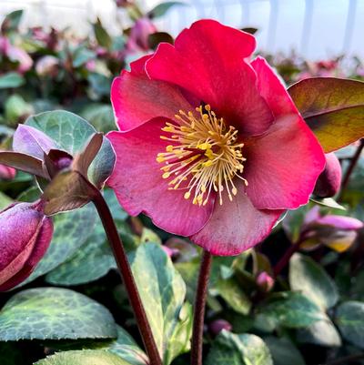 Helleborus FrostKiss Anna's Red